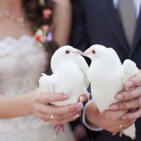 голуби на свадьбу с доставкой